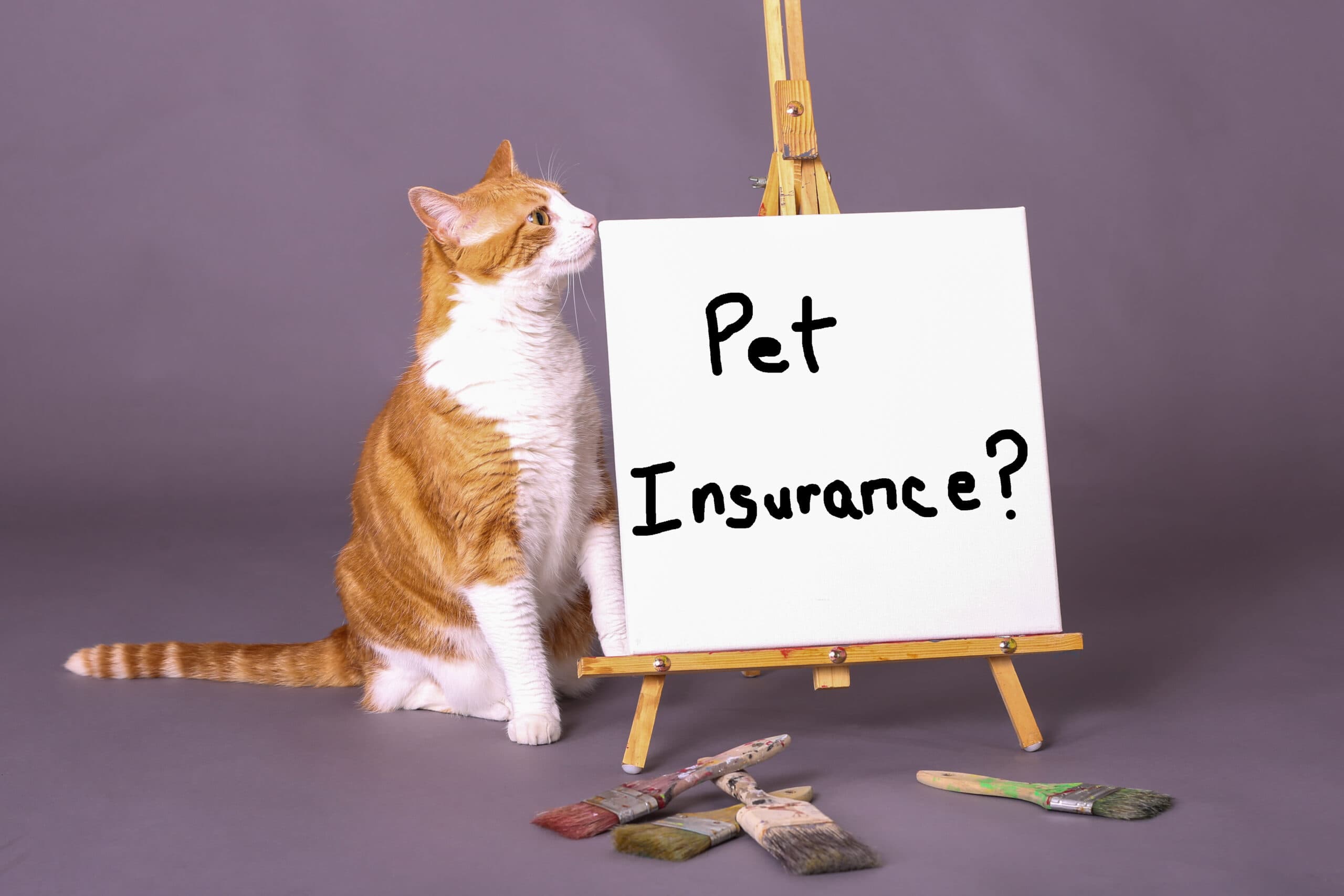 Pet Insurance for Older Adults: Simple Guide to Coverage Choices and Ways to Save Money