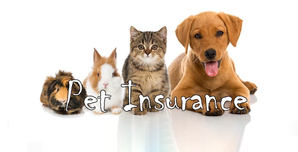 Pet Insurance for Senior Citizens: Understanding Coverage Options and Potential Savings
