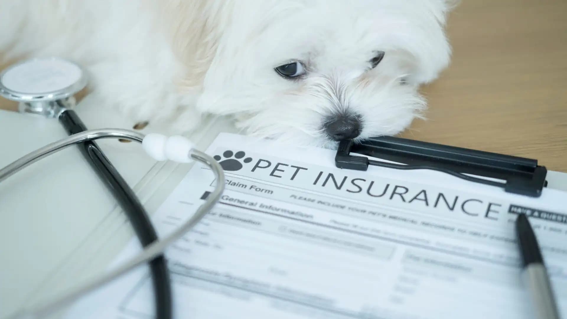 Senior and Low Income Pet Owners May Qualify for Lower Pet Insurance Rates in 2026